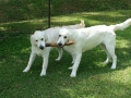 Mark pups 6 mth_1504917311007